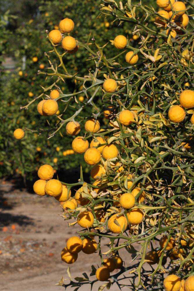            Fruit (Riverside, CA)   